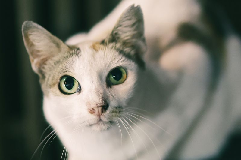 Review Lensa Canon RF 45mm f/1.2, Review Lensa Canon RF 45mm f/1.2,