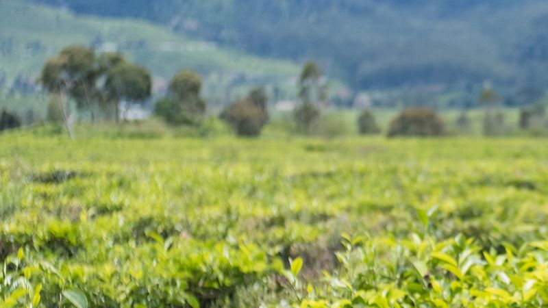 Review Lensa SG-Image 25mm f/1.8