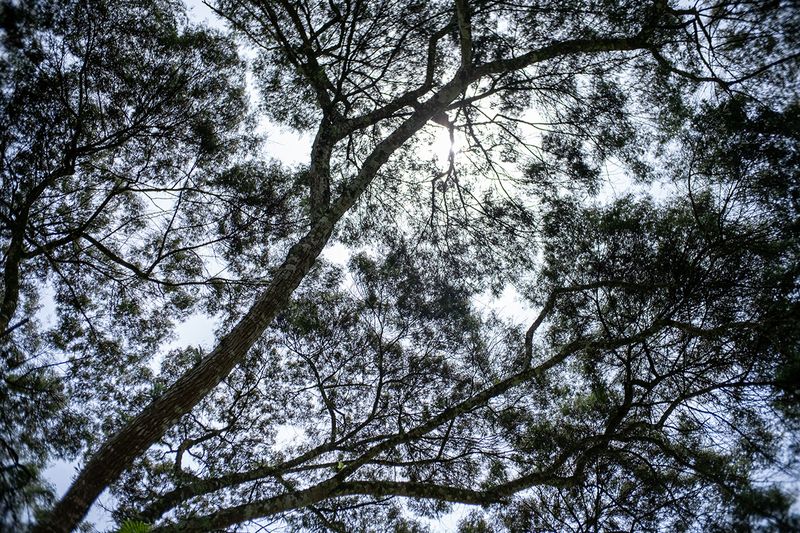 Review Lensa SG-Image 25mm f/1.8