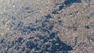 Foto Tumpukan Kayu Gelondongan di Pantai Padang dan Danau Singkarak