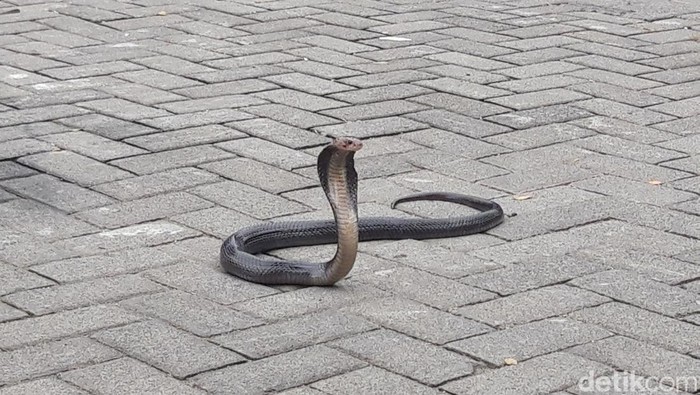 Kobra di dapur rumah warga di Tambak, Mojosongo dievakuasi Damkar, Senin (1/12/2025).