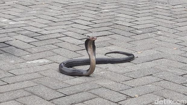 Kobra di dapur rumah warga di Tambak, Mojosongo dievakuasi Damkar, Senin (1/12/2025).