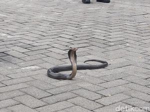4 Cara Menghadapi Ular di Rumah, Jangan Asal Mengusirnya