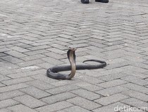 Kobra Posisi Siap Mematuk Muncul di Dapur Bikin Panik Warga Boyolali