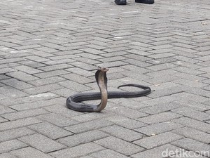 4 Cara Menghadapi Ular di Rumah, Jangan Asal Mengusirnya