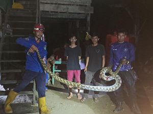 Ular Piton 6 Meter Muncul di Permukiman Warga Bacukiki Barat Parepare