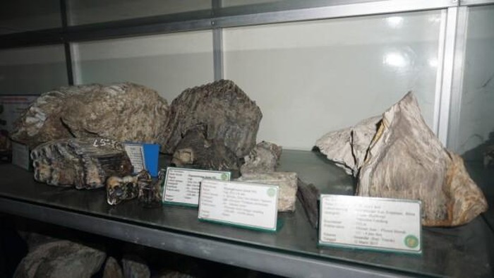 Gudang Fosil di Museum 13 yang Menyelamatkan Sejarah Bojonegoro