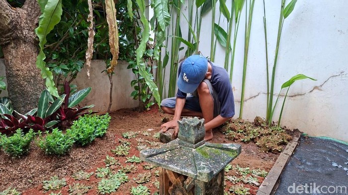 Mau pasang rumput gajah mini di rumah? Siapkan biayanya mulai dari rumput gajah mini per meter persegi, biaya pasang, dan pembelian pupuk organik sebagai medai tanam.