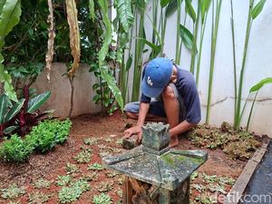 Mau Pasang Rumput Gajah Mini di Rumah? Segini Biayanya