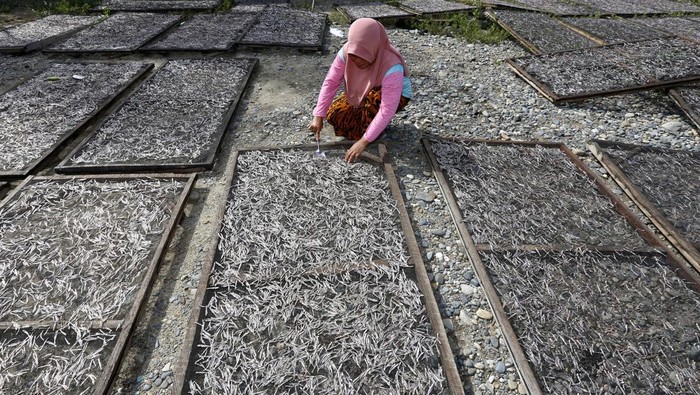 Nelayan menunjukkan hasil penjemuran ikan teri di Desa Deme II, Kabupaten Gorontalo Utara, Gorontalo, Selasa (2/12/2025). Ikan teri produksi nelayan di daerah tersebut dijual ke sejumlah wilayah Provinsi Gorontalo hingga Sulawesi Tengah dengan harga Rp50 ribu/kg untuk teri medium dan Rp75 ribu/kg untuk teri kualitas premium. ANTARA FOTO/Adiwinata Solihin