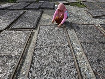 Ikan Teri Gorontalo Laris Manis, Harga Melonjak