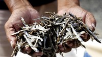 Ikan teri yang telah dijemur kemudian dijual ke sejumlah wilayah di Provinsi Gorontalo hingga Sulawesi Tengah. Tingginya permintaan membuat harga ikan teri ikut terdongkrak. Untuk kualitas medium, harga mencapai Rp50 ribu per kilogram, sementara teri premium dibanderol hingga Rp75 ribu per kilogram. ANTARAFOTO/Adiwinata Solihin