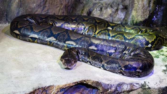 Ilustrasi ular piton