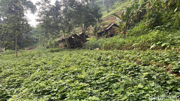 Lokasi tempat tinggal Manusia Hutan di Mojokerto.