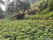 Kata Perhutani Soal Pasangan Manusia Jurang di Dasar Lembah Mojokerto
