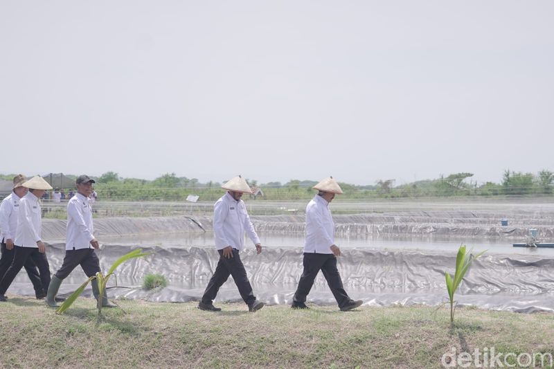 Menteri mipas Agus Andrianto meninjau lahan ketahanan pangan Lapas Terbuka Kendal