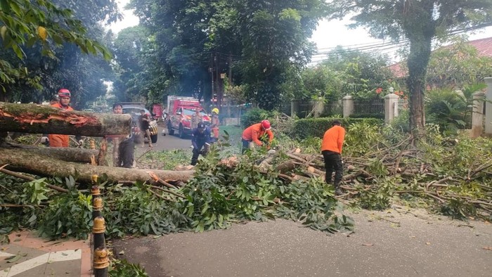Pohon kenari tumbang hingga tutup jalan di Taman Heulang, Tanah Sareal, Bogor, Selasa (2/12/2025).