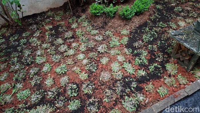 5 Tips Mudah Rawat Rumput Gajah Mini Agar Tetap Subur