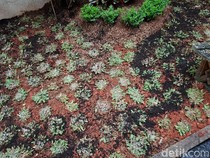 5 Tips Mudah Rawat Rumput Gajah Mini Agar Tetap Subur