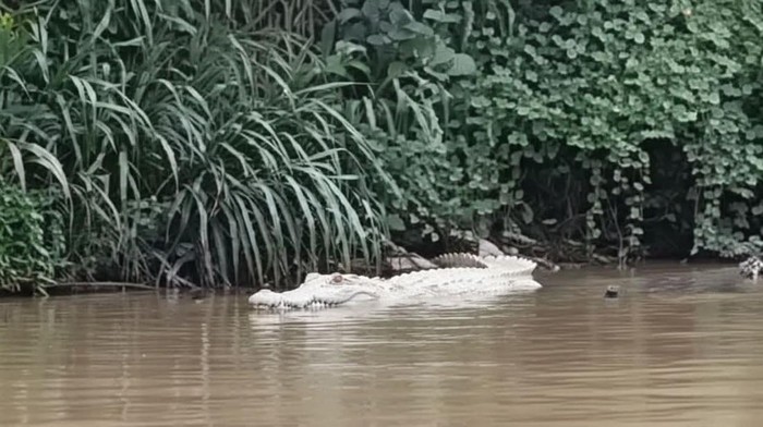 Heboh Buaya Putih Muncul di Sungai Pringsewu