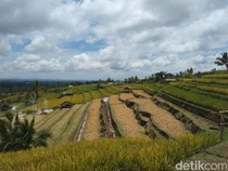 Redam Kisruh Jatiluwih, Bupati Janji Bebaskan PBB-Serap Hasil Panen Petani