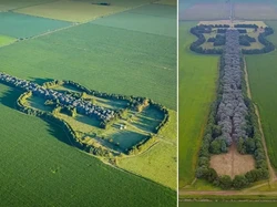 Bikin Haru, Kisah di Balik Hutan Gitar Raksasa yang Dibuat Petani Untuk Istri