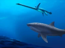 Studi Ungkap Ukuran Hiu Raksasa pada Zaman Dinosaurus, Fosilnya Ada di Negara Ini