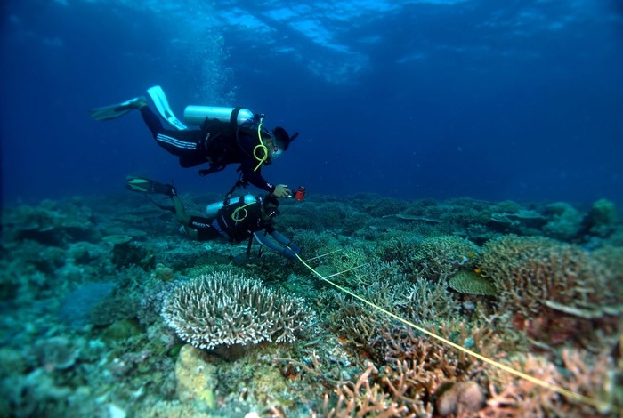 Pesisir Sejahtera Lewat Karbon Biru