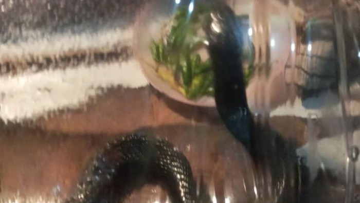 Hii! Kobra Ngumpet di Kamar Mandi Warga Cawas Klaten