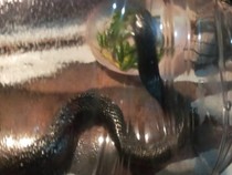 Hii! Kobra Ngumpet di Kamar Mandi Warga Cawas Klaten