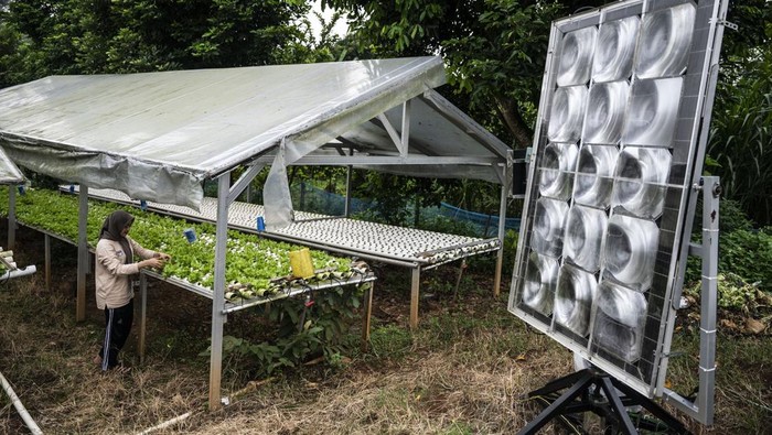 Petani memeriksa kondisi sayur selada hidroponik di dekat Pembangkit Listrik Tenaga Surya (PLTS) yang terpasang di kebun Bertani Agro Farm, Mijen, Semarang, Jawa Tengah, Rabu (3/12/2025). Tim Politeknik Negeri Semarang (Polines) bersama Bertani Agro Farm menerapkan dan mengembangkan pemanfaatan energi terbarukan menggunakan PLTS off-grid berkapasitas 410 Watt Peak (WP) yang dilengkapi lensa fresnel dan solar tracker untuk meningkatkan kemandirian energi pada pertanian hidroponik di lahan 1.500 meter persegi tersebut sehingga produksi makin efisien dan ramah lingkungan. ANTARA FOTO/Aprillio Akbar/tom.