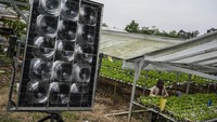 Sejumlah panel surya dilengkapi lensa fresnel dan solar tracker terpasang di area kebun hidroponik. Teknologi ini dirancang untuk memaksimalkan penyerapan cahaya matahari guna mendukung efisiensi energi. Foto: ANTARA FOTO/Aprillio Akbar