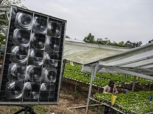 Pemanfaatan PLTS Dorong Pertanian Hidroponik Mandiri Energi di Semarang