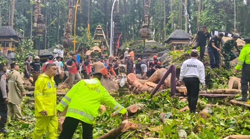 Petugas melakukan pembersihan akibat pohon tumbang di Objek Wisata Sangeh Monkey Forest, Desa Sangeh, Kecamatan Abiansemal, Badung, Rabu (3/12/2025). (Foto: Dok. Polres Badung)