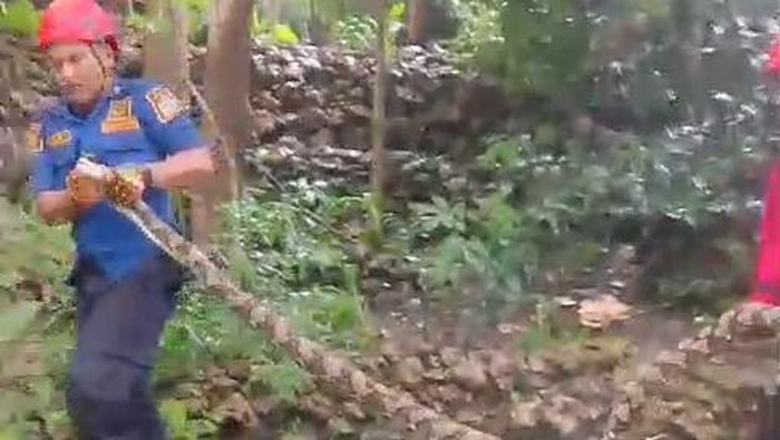 Ular Sanca 2,5 Meter Dievakuasi Damkar Usai Mangsa Ayam di Gunungkidul