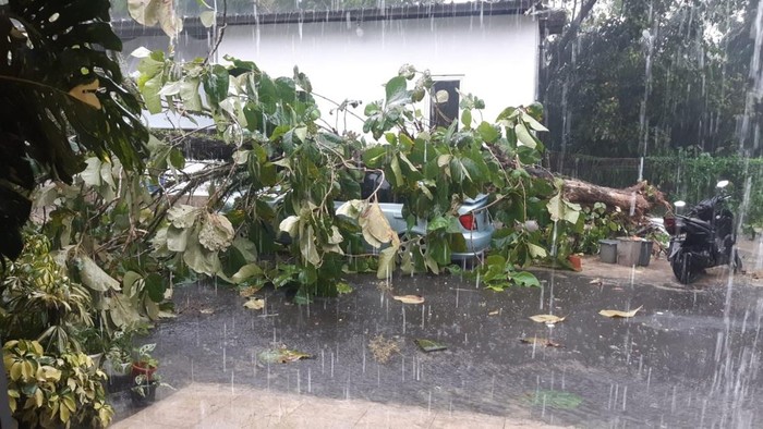 Pohon Tumbang Timpa Mobil Imbas Hujan Deras-Angin Kencang di Depok