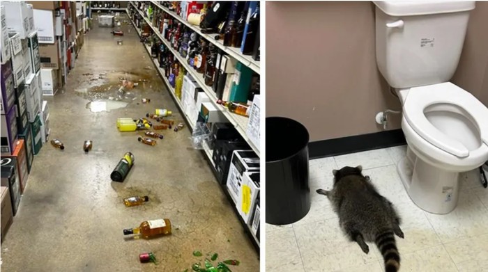 Toko Miras Dirampok Saat Liburan, Pelakunya Berbulu Belang