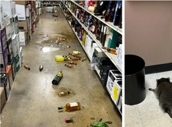 Video: Viral Rakun Pingsan Gara-gara Mabuk Minum Miras, Kok Bisa Sih?