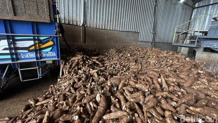 Harga Singkong Anjlok Jadi Rp 750/Kg, Petani Pati Menjerit