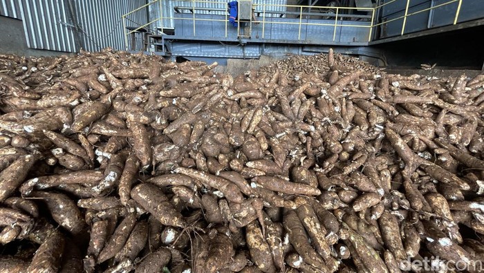 Singkong hasil panen petani di Pati