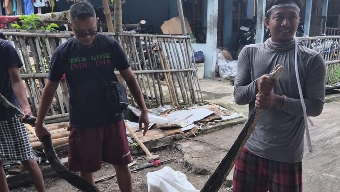 Geger! Ular Piton 3,6 Meter Santap Ayam Jago Milik Warga Sukoharjo