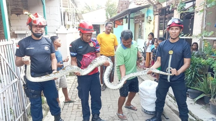 Ditangkap! Sanca 4 Meter Biang Kerok Raibnya Ayam Milik Warga Pekalongan