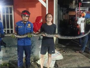 Geger Ular 3,5 Meter Masuk Gorong-gorong di Depok, Damkar Evakuasi