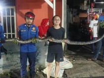 Geger Ular 3,5 Meter Masuk Gorong-gorong di Depok, Damkar Evakuasi