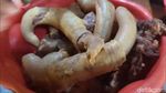 Kuliner Unik dari Pekalongan, Ini Soto Kontol Berisi Kelamin Sapi Jantan!