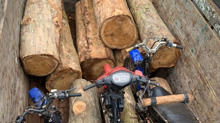 Sopir Truk Komplotan Pembalak Liar di Hutan Batang Ditangkap!