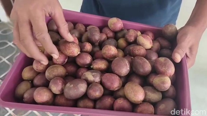 Kisah Sukses Cik One Petani Matoa Beromzet Rp 1 Miliar Per Bulan di Pati