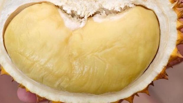 Durian Jemongko Kuning. Foto: Instagram Mantan Gubernur Kalimantan Barat, Sutarmidji @bang.midji Durian Jemongko Kuning. Foto: Instagram Mantan Gubernur Kalimantan Barat, Sutarmidji @bang.midji
