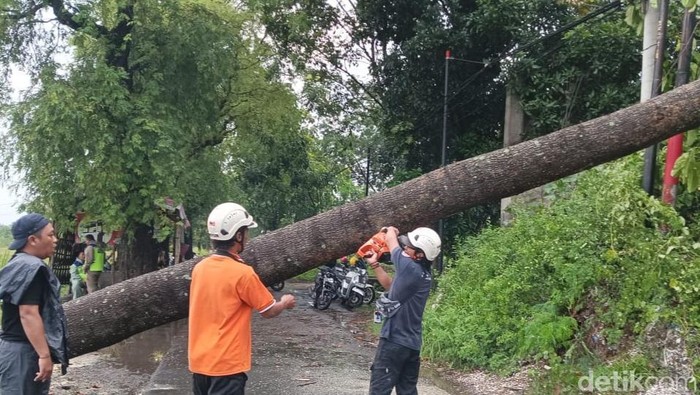 Hujan Angin Landa Klaten Siang Tadi, Pohon Tumbang Lukai Pemotor