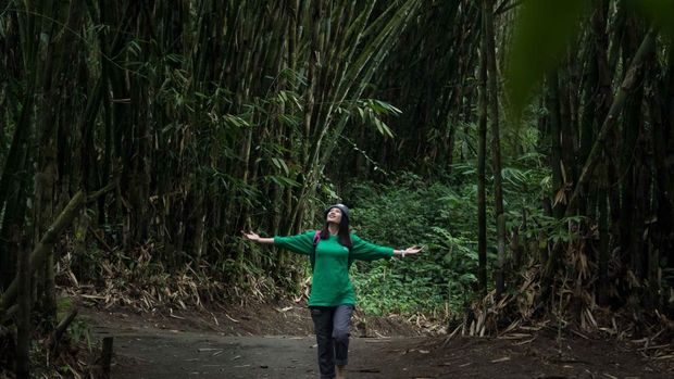 Hutan Bambu Sumbermujur Lumajang